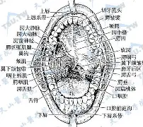 德布劳内首轮对皇社确定将球迷热议的简单介绍 德布劳内首轮对皇社确定将球迷热议的简单介绍